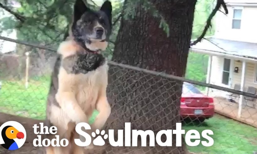 Woman Never Stops Trying To Rescue Sweet Dog Chained To A Tree | The Dodo Soulmates