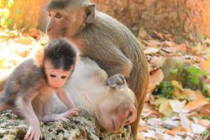 Wonderful Baby Monkey Jayden Enjoy Playing With Nanda, But Baby Monkey Dax Is Sleepy