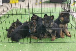 World's cutest German Shepherd puppies!!