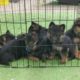 World's cutest German Shepherd puppies!!