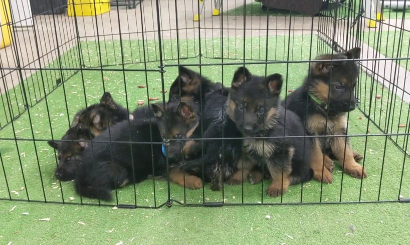 World's cutest German Shepherd puppies!!