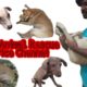 Worst Animal Rescue Service Chennai | Tamil | Vinothjustice