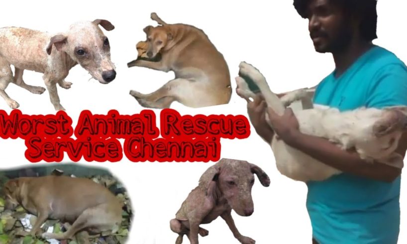 Worst Animal Rescue Service Chennai | Tamil | Vinothjustice