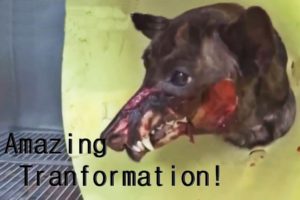 ? Wounded And Paralyzed Puppy Abandoned! Amazing Animal Rescue & Transformation #2019