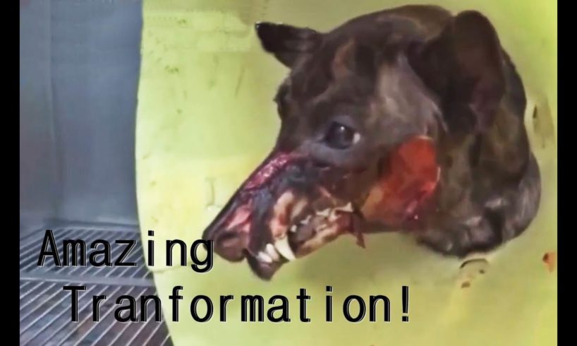 ? Wounded And Paralyzed Puppy Abandoned! Amazing Animal Rescue & Transformation #2019