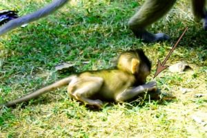 Yeeeh! Baby Jilla So Happy When She Is alone & Playing,No One Bothering Her, Great To SeeThis