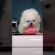 You won't believe puppies like these exist! Cutest pups on the planet | Tiktok