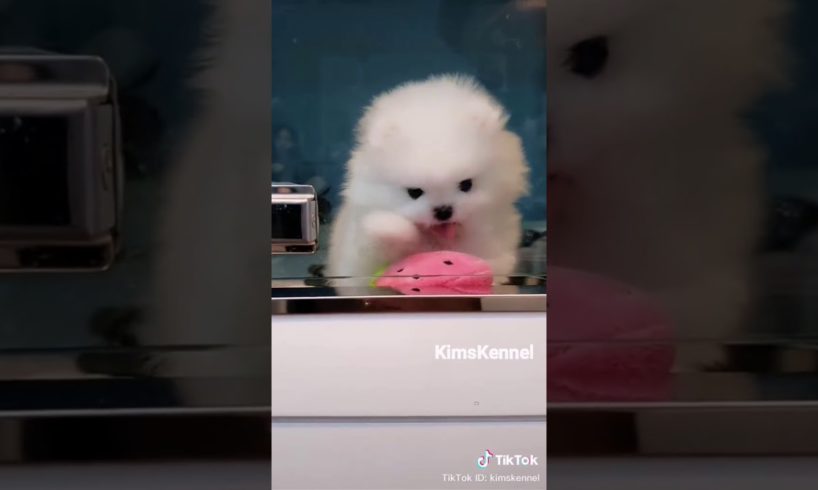 You won't believe puppies like these exist! Cutest pups on the planet | Tiktok