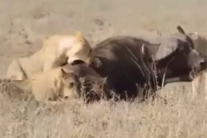 Young Lions eat a buffalo alive, Need Guts to watch. - animals fighting, animal fight,