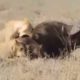 Young Lions eat a buffalo alive, Need Guts to watch. - animals fighting, animal fight,