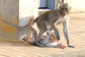 Young monkey just wants to play with baby Rocky, but baby Rocky is scared