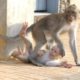 Young monkey just wants to play with baby Rocky, but baby Rocky is scared
