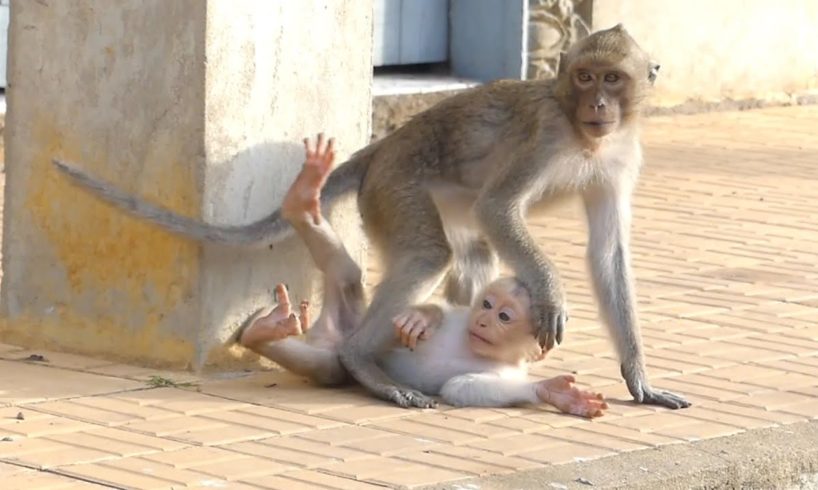 Young monkey just wants to play with baby Rocky, but baby Rocky is scared