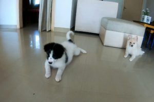Zennie & Zeus's babies playtime moments....Cute Puppies..???♥️♥️♥️♥️