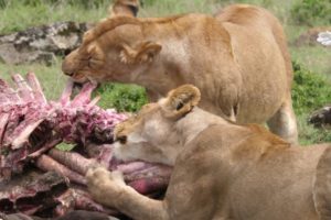 amazing real animal fight 100+ animal fight for dead elephant including lion, hyena,wild dog,eagle