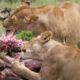 amazing real animal fight 100+ animal fight for dead elephant including lion, hyena,wild dog,eagle