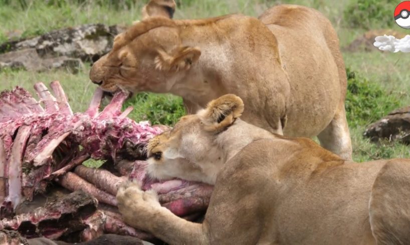 amazing real animal fight 100+ animal fight for dead elephant including lion, hyena,wild dog,eagle