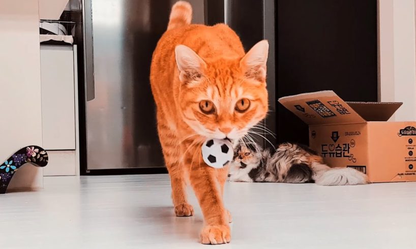 cat play with a ball - Cats Who Think They're Dogs.