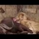 cool lion steel from hyenas, Lion, wild animals, animals, wikipendia