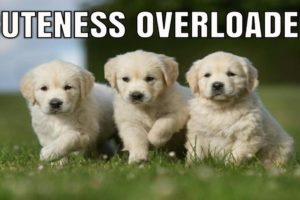 cute puppies || cute baby animals videos compilation cutest golden retriever puppies