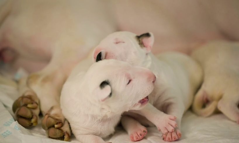 cute puppies of bullterrier