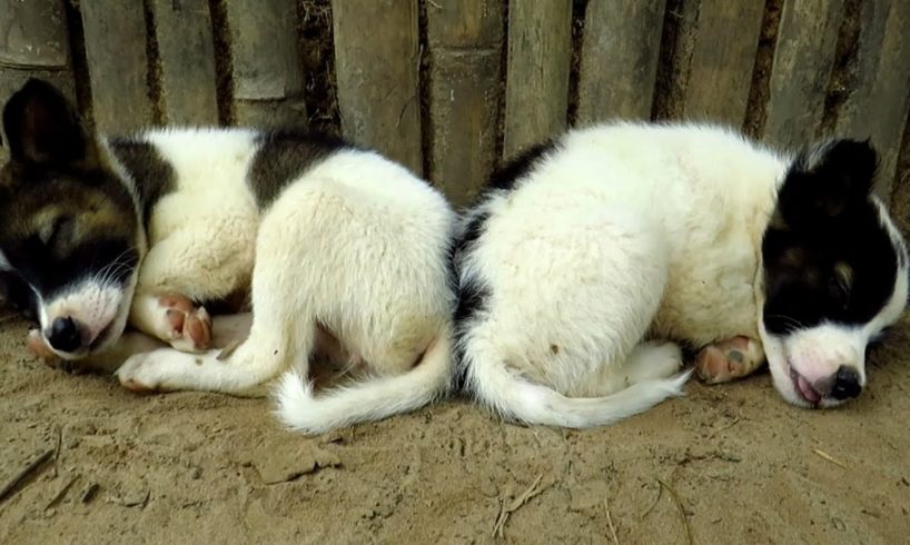 cute puppies sleeping