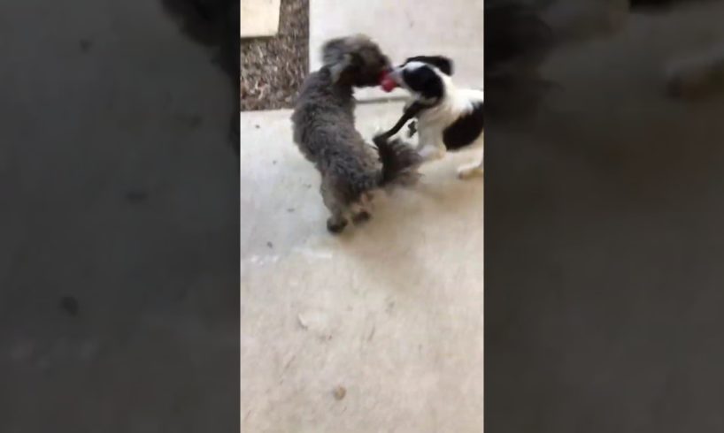 cute puppy’s playing
