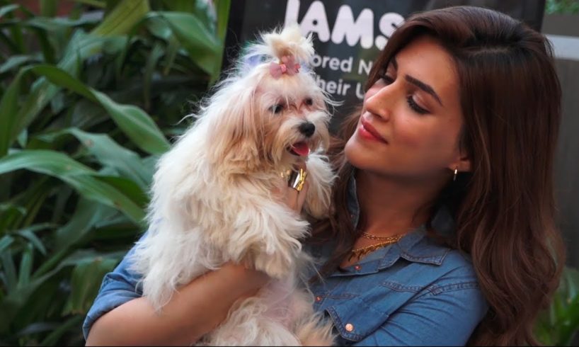 kriti sanon Shows Her Cute Love To cute puppies Video
