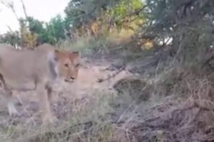 lion vs leopard, lion attack leopard video wild animals fights in the wild