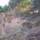 lion vs leopard, lion attack leopard video wild animals fights in the wild