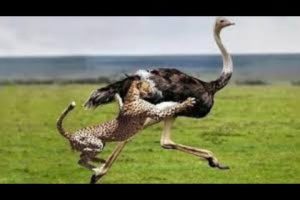 ostrich vs Cheeter, animal fight, animals, attack, battle, battle at kruger, bbc, bbc earth