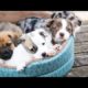#puppies #dog #animals Cute puppies doing funny things 2019 ? #2019 cutest dogs