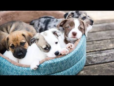#puppies #dog #animals Cute puppies doing funny things 2019 ? #2019 cutest dogs