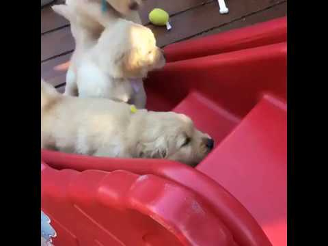 two cute puppies playing