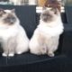 unbelievable ragdoll cats Lizzy and Kyra play outside! they are so sweet and funny ♡ happy animals♡