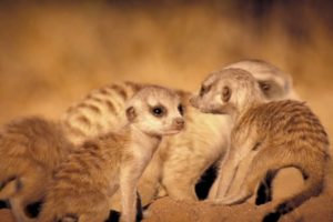 نادى قتال الحيوانات الحلقة الاولى Animal Fight Club Savanna Smackdown