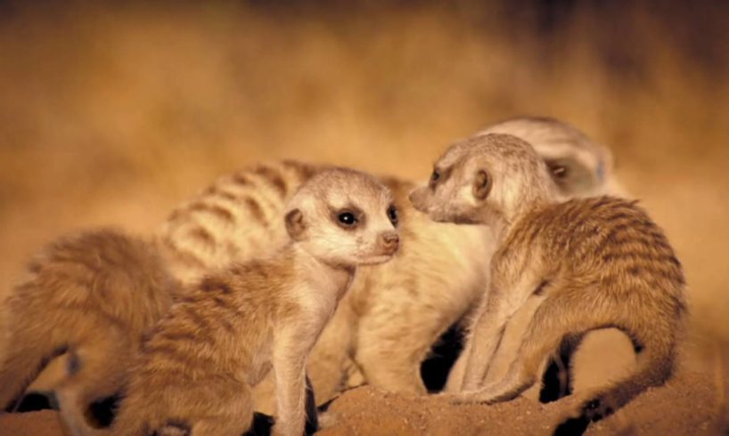 نادى قتال الحيوانات الحلقة الاولى  Animal Fight Club Savanna Smackdown