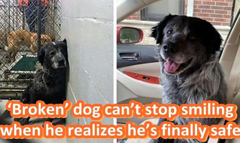 ‘Broken’ dog can’t stop smiling when he realizes he’s finally safe