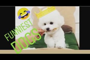 ► Cutest puppies ? dogs video compilation ? Pet Animals' Life Video ?