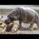 사자 하마 엄청난전투! Lion vs Hippo Real Fight!