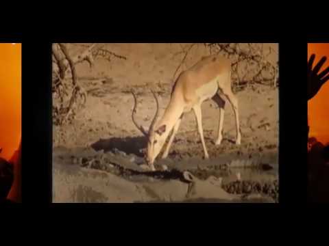 12 CRAZIEST Animal Fights Caught On Camera - Animal Attacks