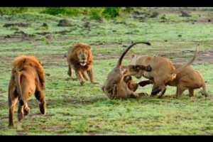 15 CRAZIEST Animal Fights Caught On Camera #5 Most Amazing Wild Animal Attacks