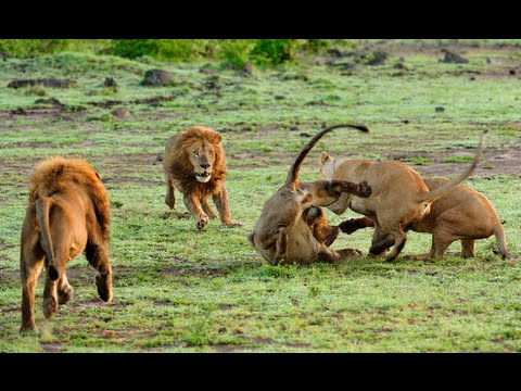 15 CRAZIEST Animal Fights Caught On Camera #5 Most Amazing Wild Animal Attacks