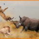 15 CRAZIEST Animal Fights Caught On Camera | Crocodile-Elephant-Leopard-Zebra-Rhyno-Eagle-Cobra