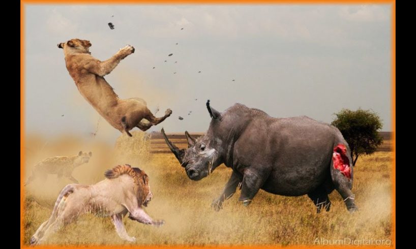 15 CRAZIEST Animal Fights Caught On Camera | Crocodile-Elephant-Leopard-Zebra-Rhyno-Eagle-Cobra
