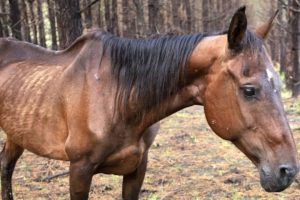 150 horses rescued from Texas property