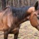 150 horses rescued from Texas property