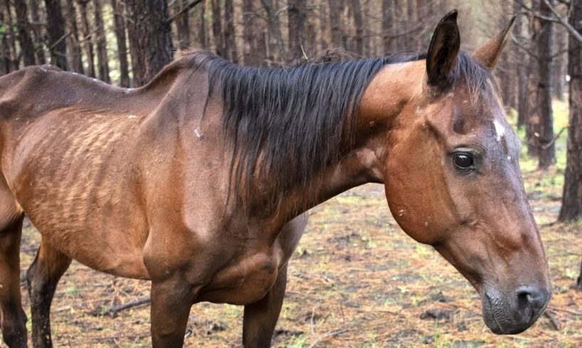 150 horses rescued from Texas property