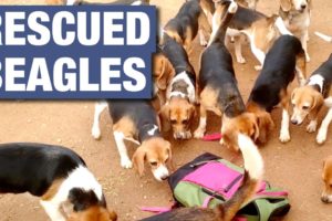 156 Beagles Rescued From Research Lab