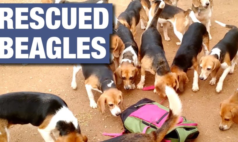 156 Beagles Rescued From Research Lab